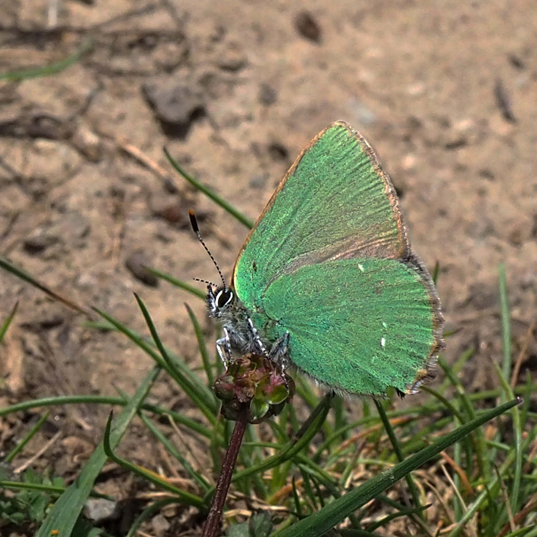 Brombeerzipfelfalter (Callophrys rubi)