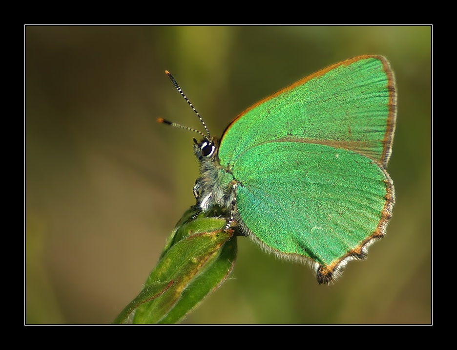 Brombeerzipfelfalter - Callophrys rubi