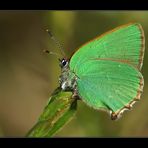 Brombeerzipfelfalter - Callophrys rubi