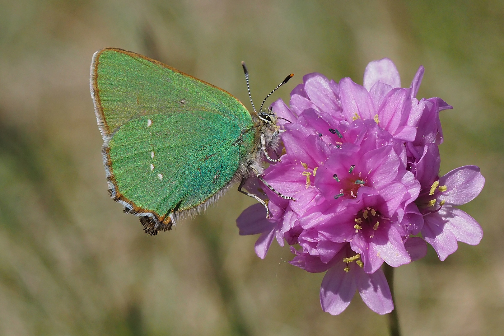 Brombeerzipfelfalter (Callophrys rubi)