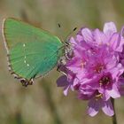 Brombeerzipfelfalter (Callophrys rubi)