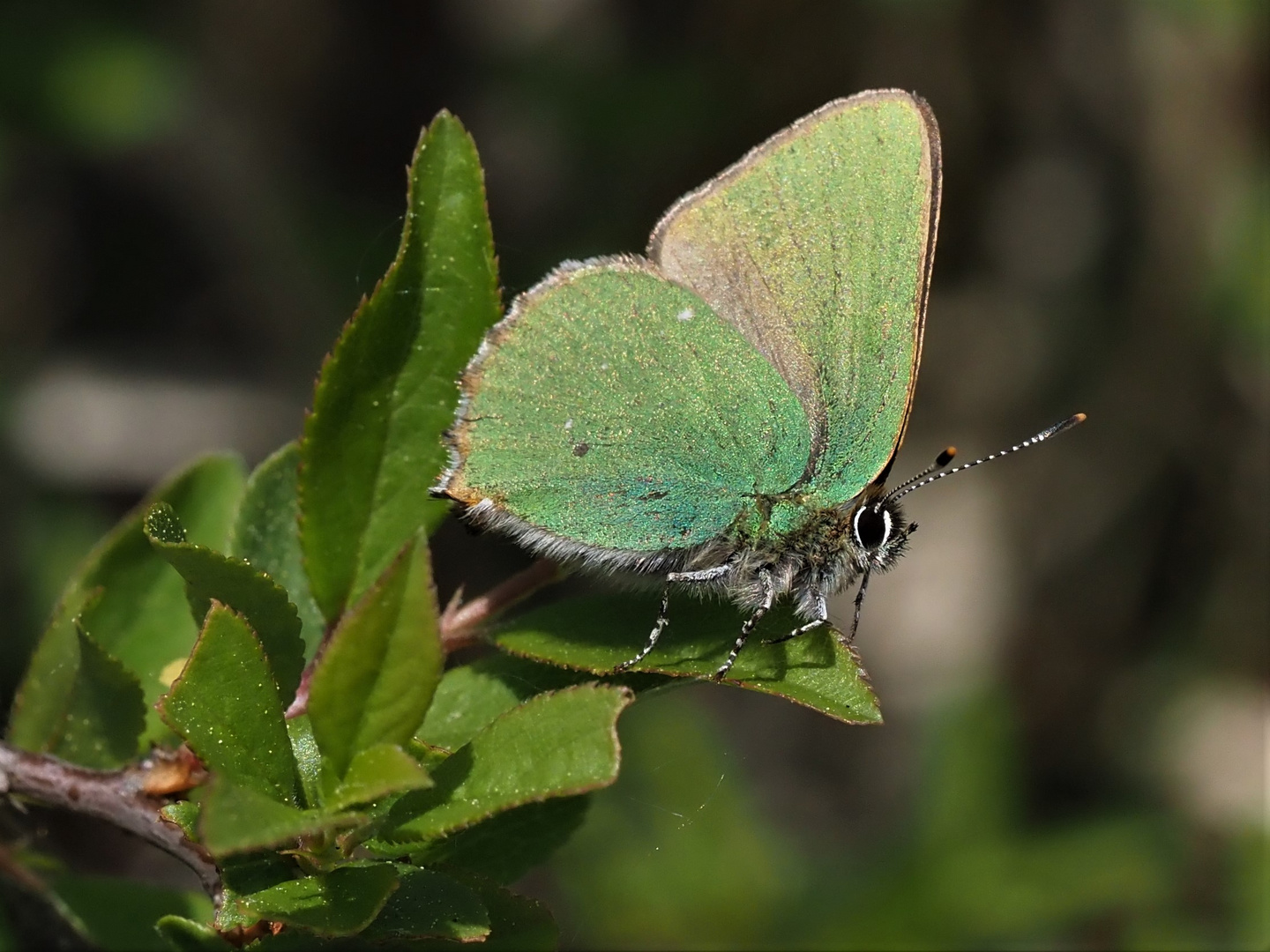 Brombeerzipfelfalter ( Callophrys rubi )