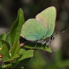 Brombeerzipfelfalter ( Callophrys rubi )