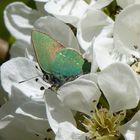 Brombeerzipfelfalter im Blütenweiß