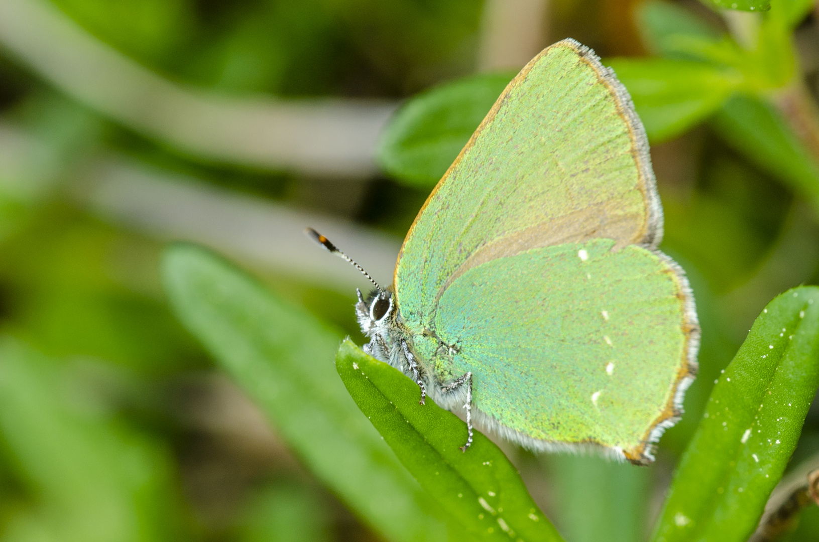 Brombeerzipflefalter (Callophrys rubi)