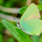 Brombeerzipflefalter (Callophrys rubi)