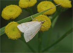  Brombeerzünsler