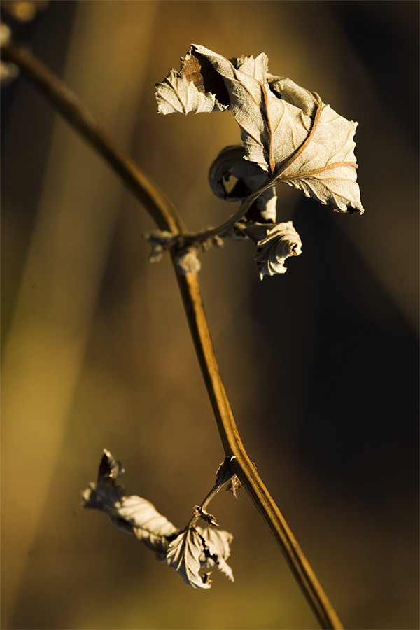 Brombeerzweig im Winterlicht