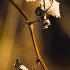 Brombeerzweig im Winterlicht