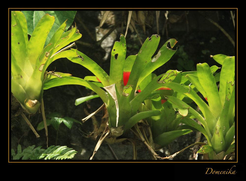 Bromelia