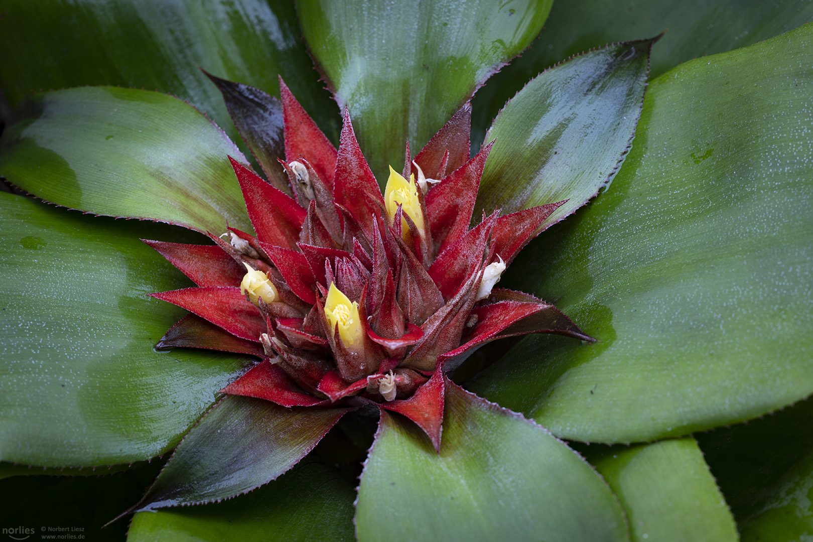 bromelia