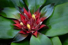 bromelia