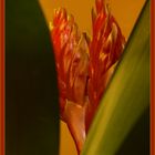 Bromelia