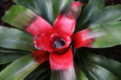 * Bromelia *