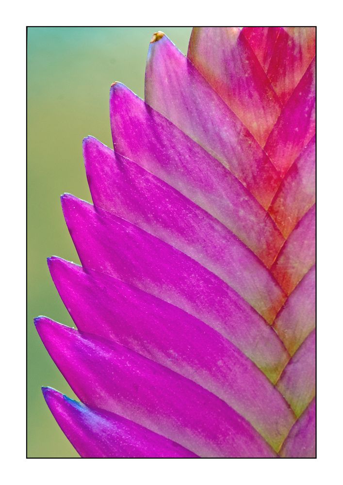 Bromelia