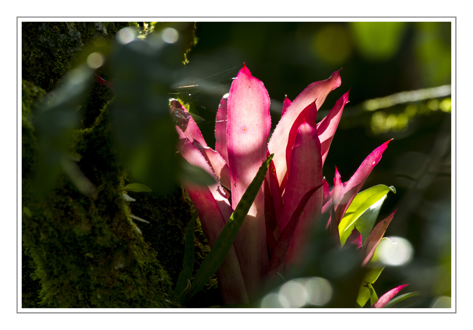 Bromelia al amacecer