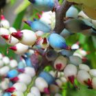 Bromelia azul