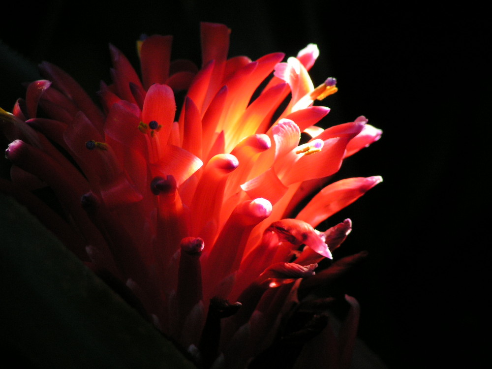 Bromelia