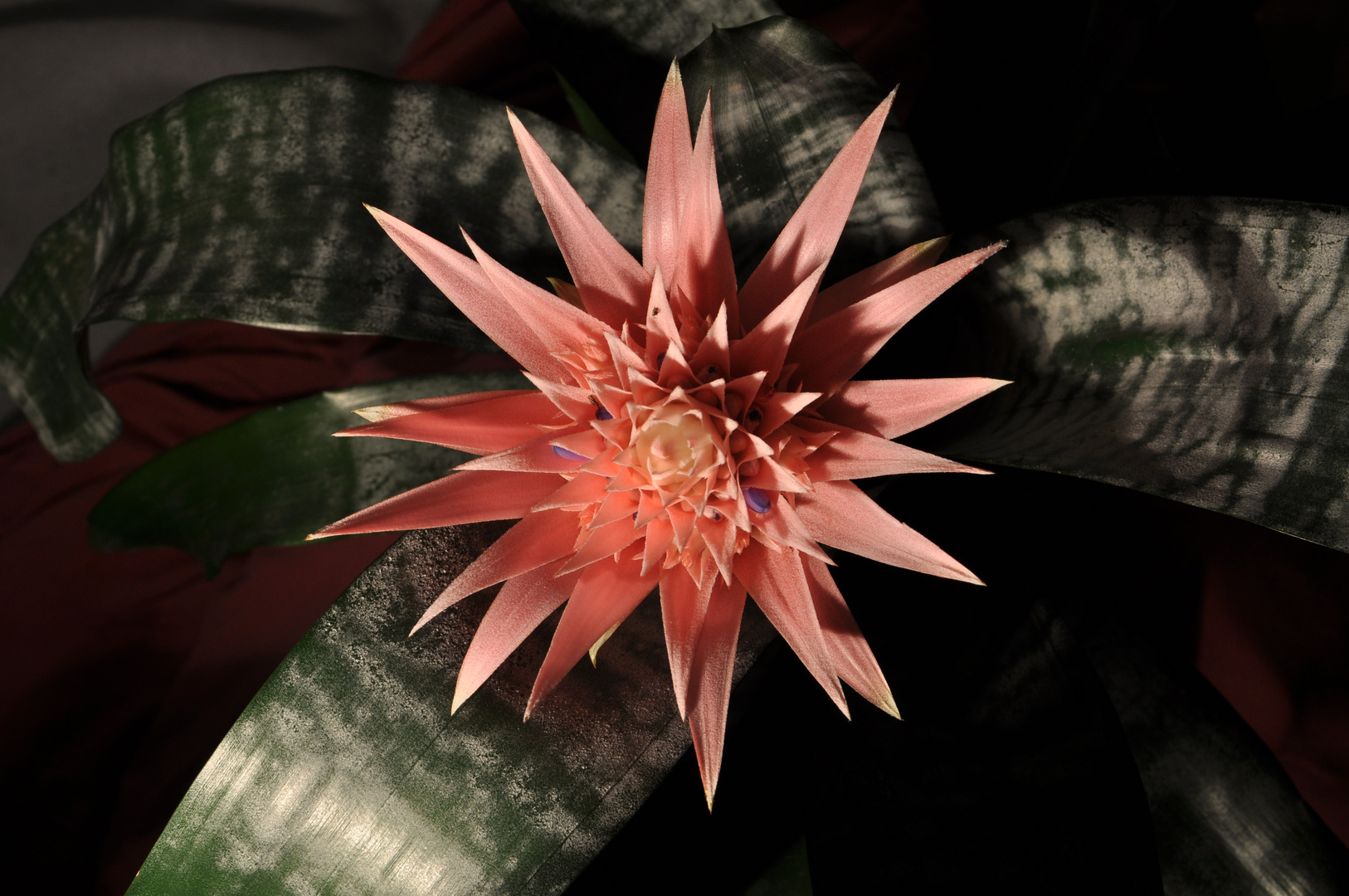 Bromelia