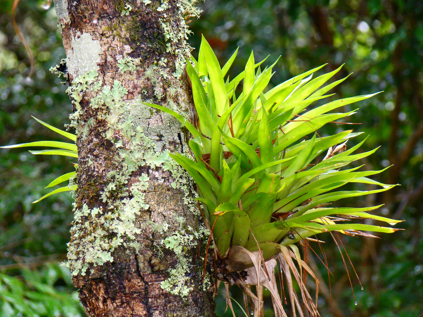 BROMELIA