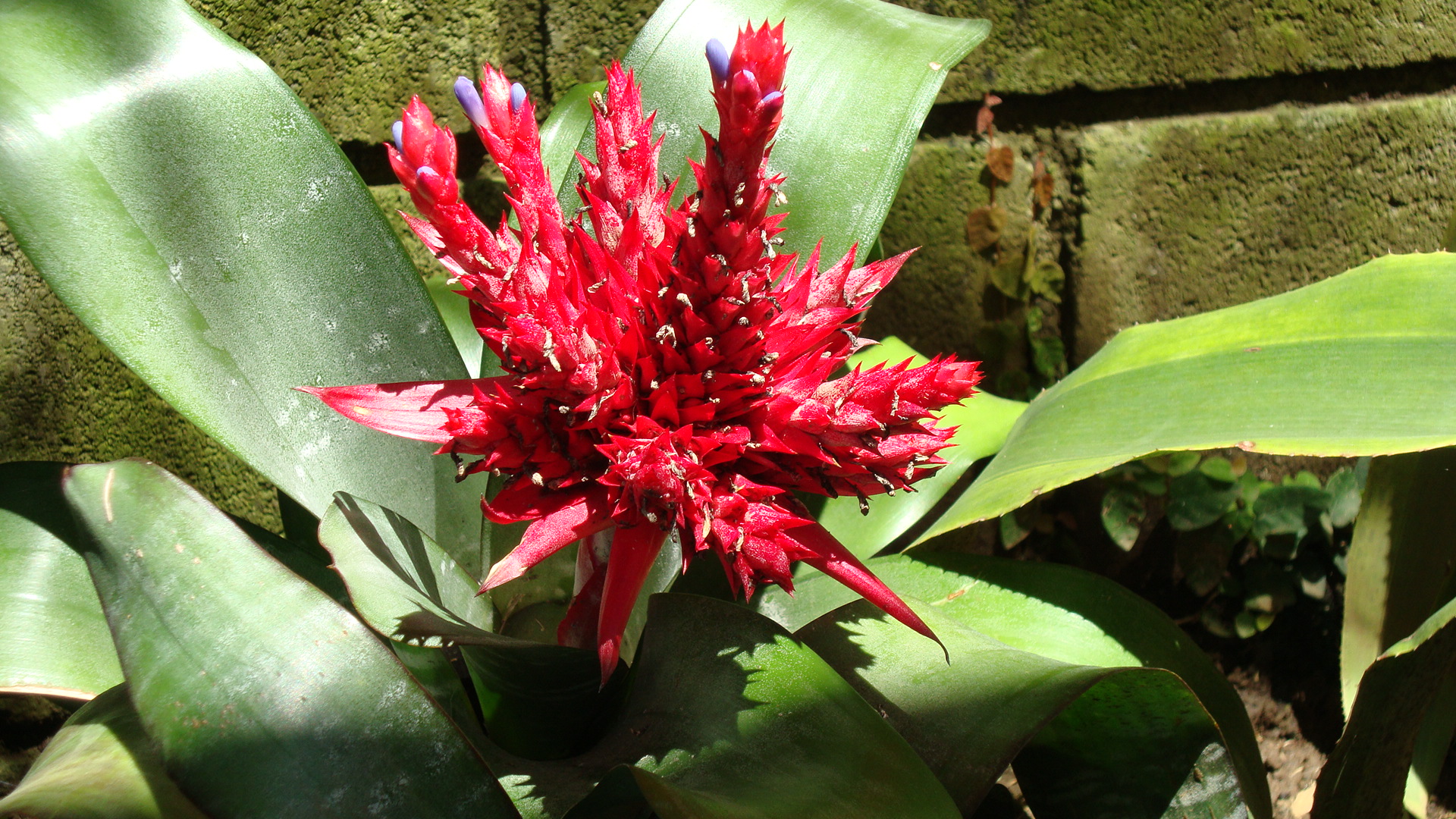 Bromelia Florecida