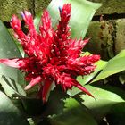 Bromelia Florecida