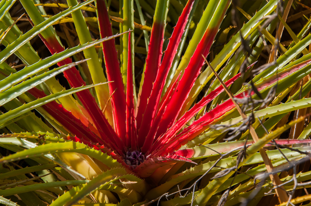 Bromelia humilis