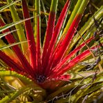 Bromelia humilis