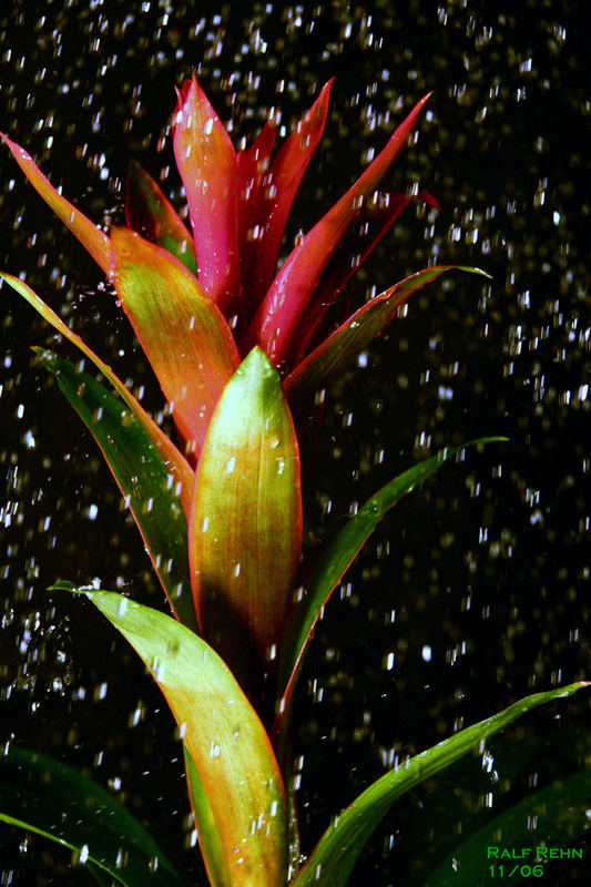 Bromelia im Regen