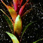 Bromelia im Regen