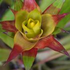 Bromelia Neoregelia before flowering