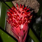 Bromeliad flower