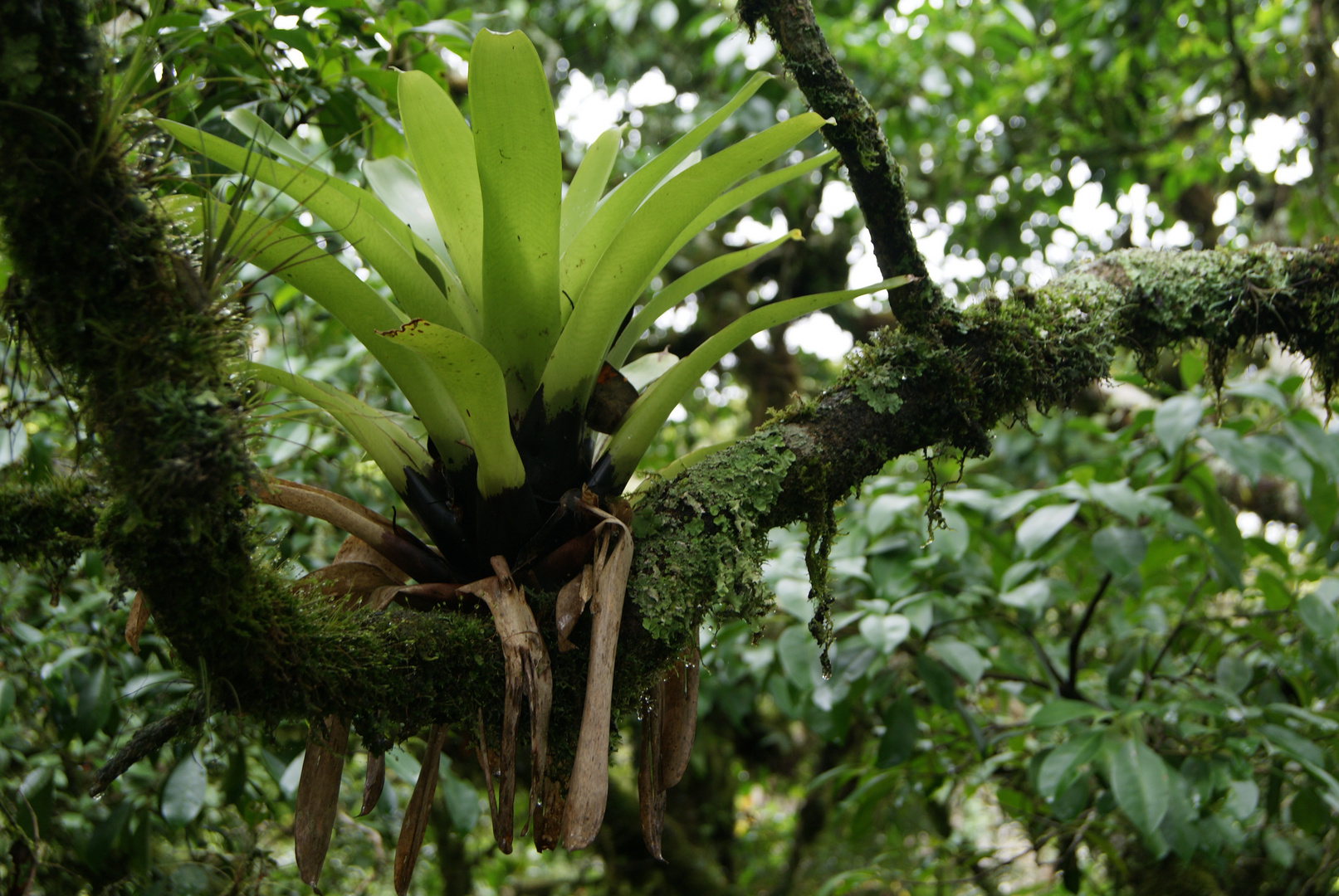 Bromelias