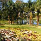 Bromelia's garden by Burle Marx