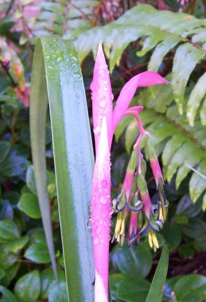 Bromelias in my garden