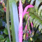 Bromelias in my garden