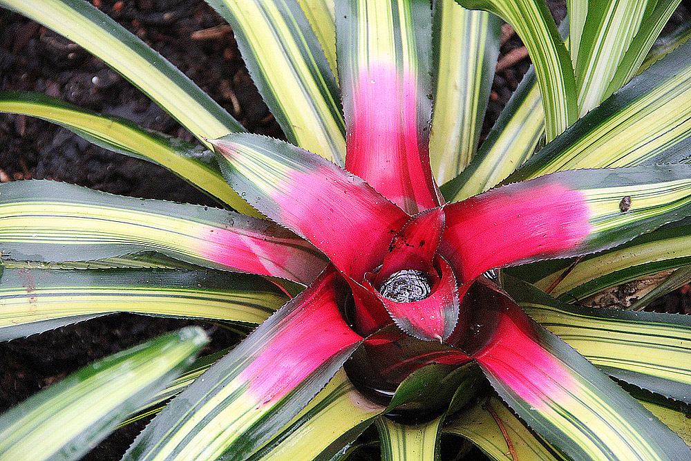 Bromelie im Botanischen Garten Berlin