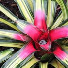 Bromelie im Botanischen Garten Berlin