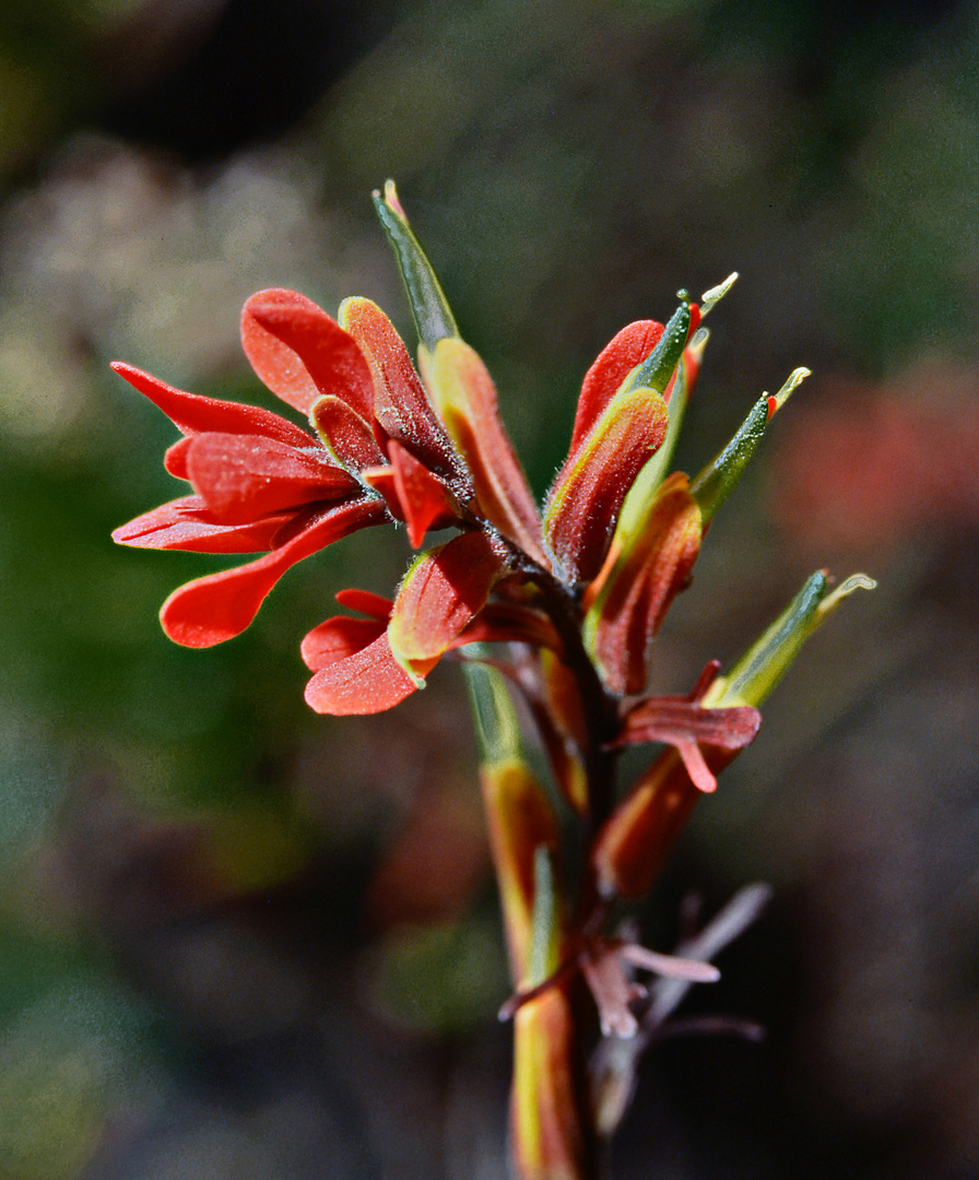 Bromelie im Regenwald 03