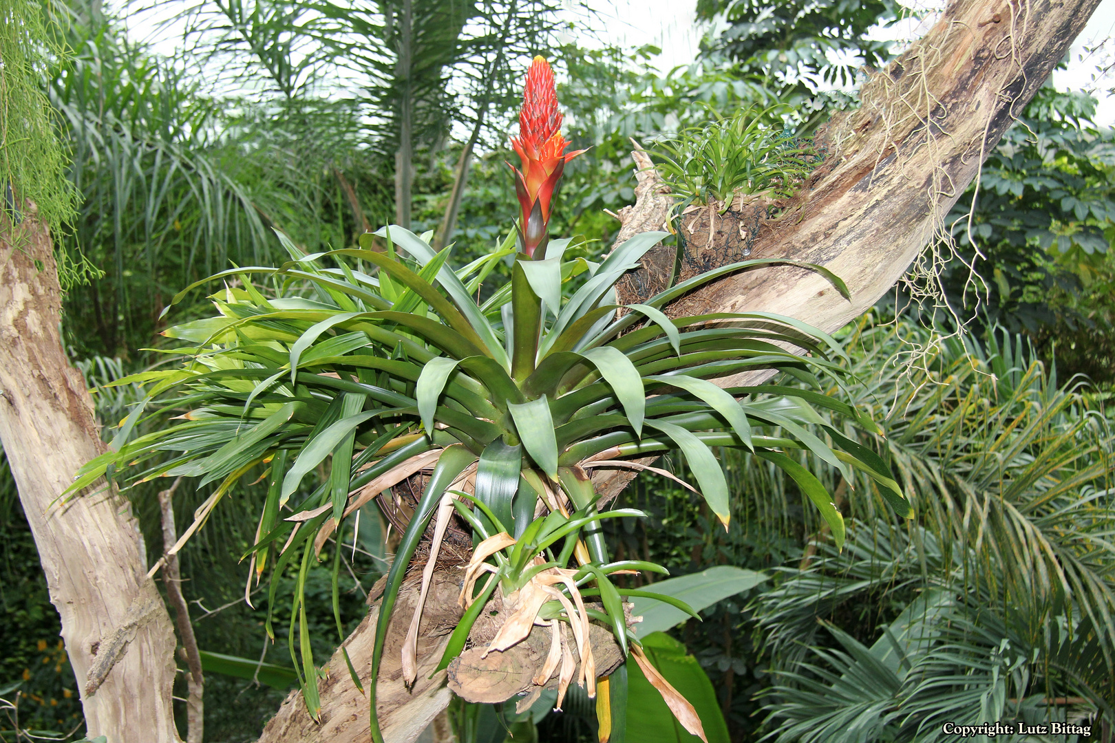 Bromelie im tropischen Regenwald