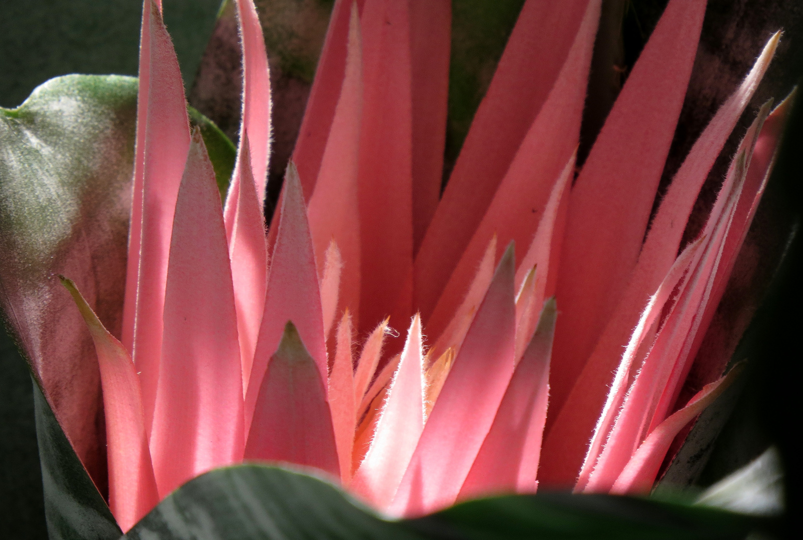 Bromelie Lanzenrosette