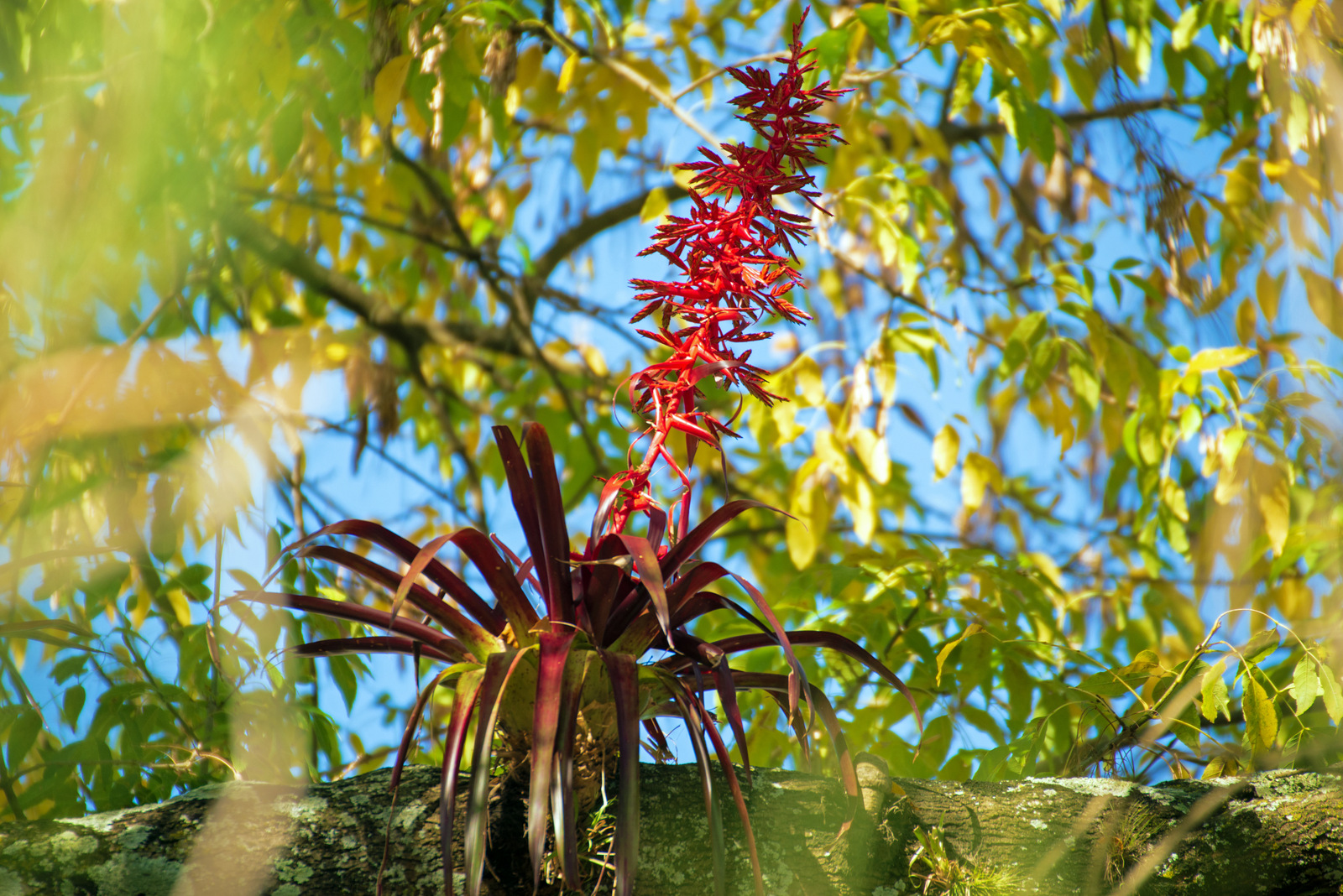 Bromelien.