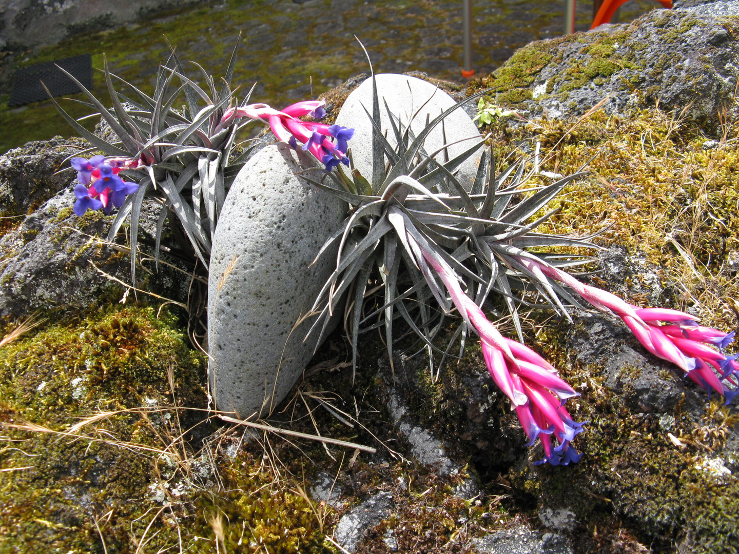 Bromelien - Art