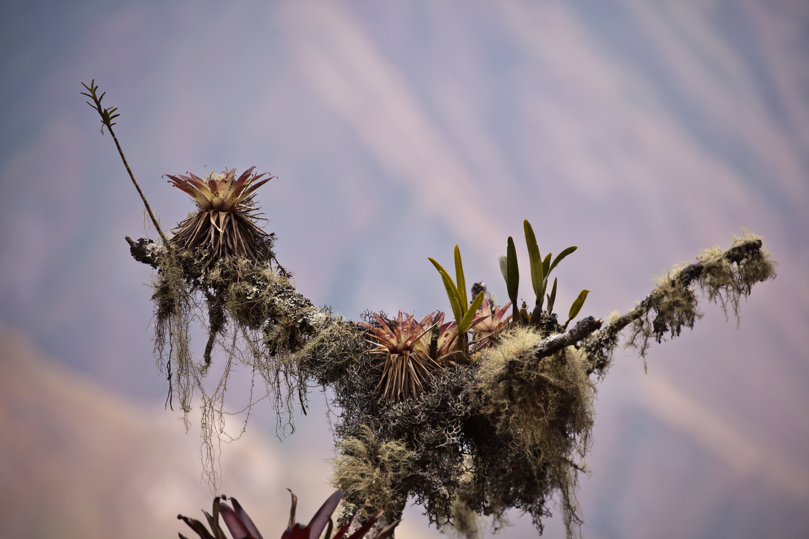 Bromelien auf abgestorbenem Ast