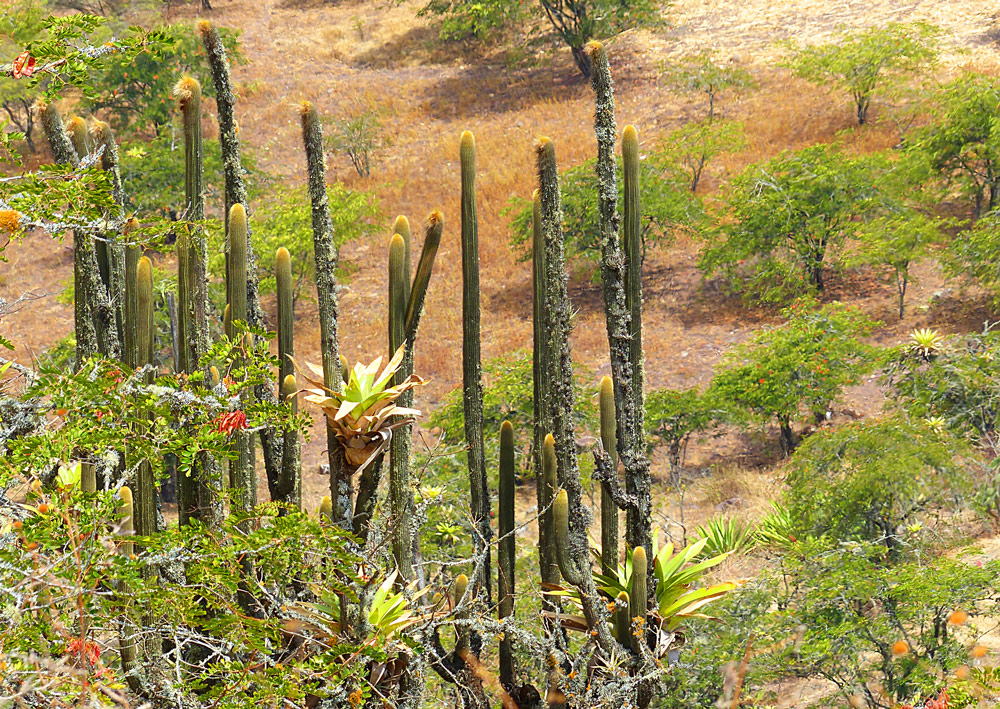 Bromelien auf Kakteen