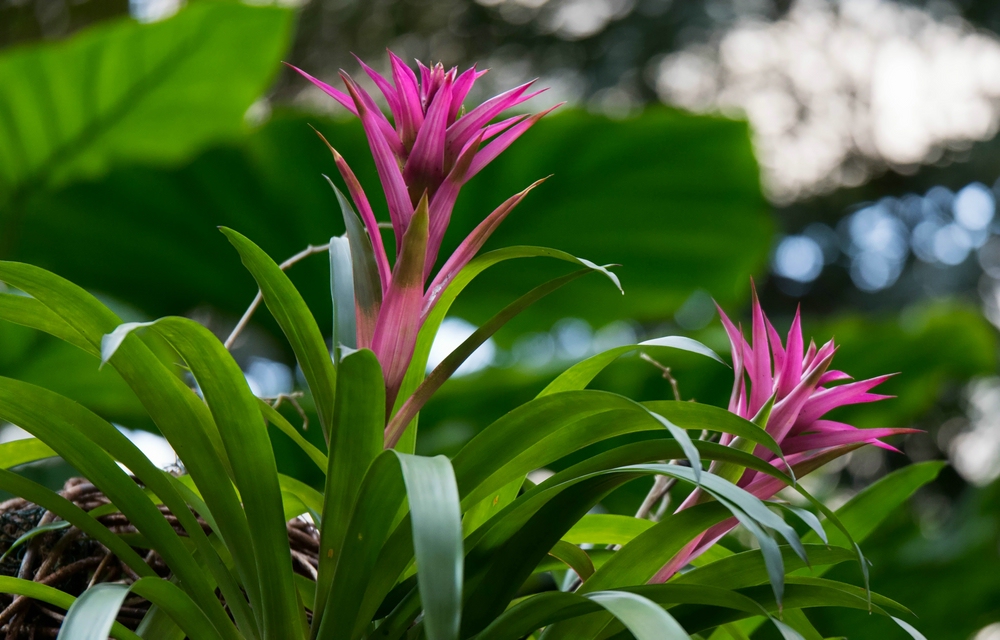 Bromelien "Biosphäre Potsdam"