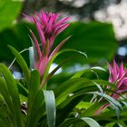 Bromelien "Biosphäre Potsdam"