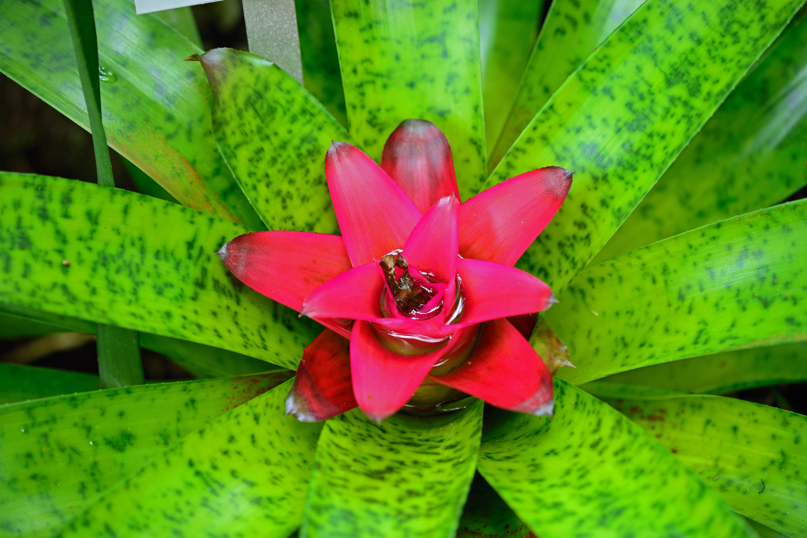 Bromelien Blüte.