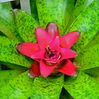 Bromelien Blüte.