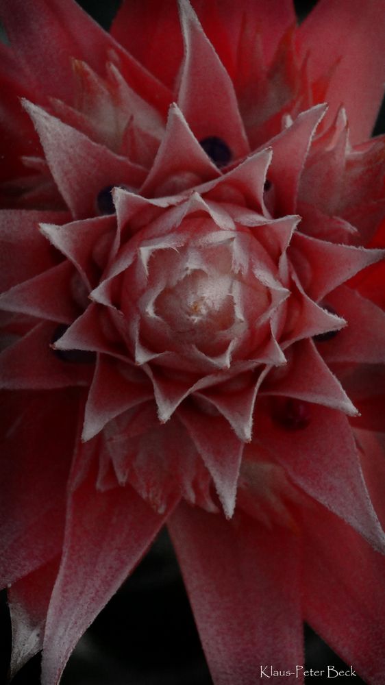 Bromelien Blüte